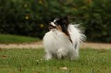 EPAGNEUL PAPILLON 063